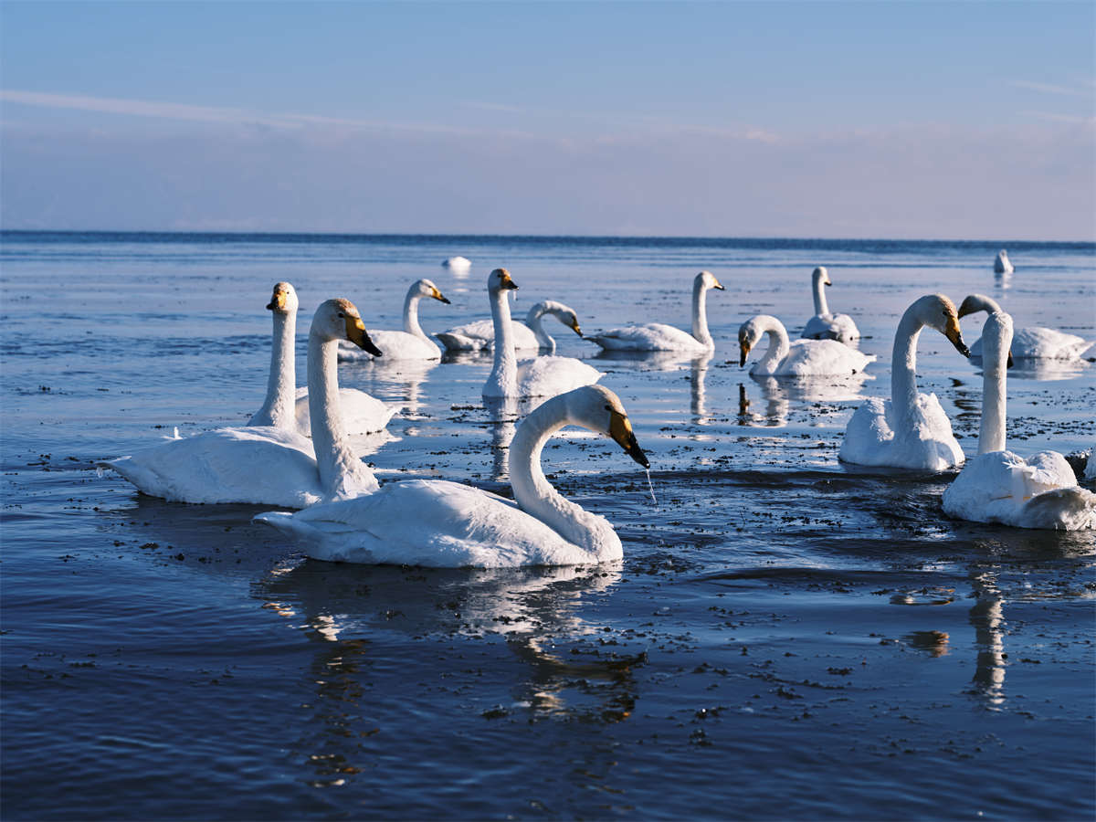 YITUYU艺图语 2025.02.15 新疆的冰雪光影插图1