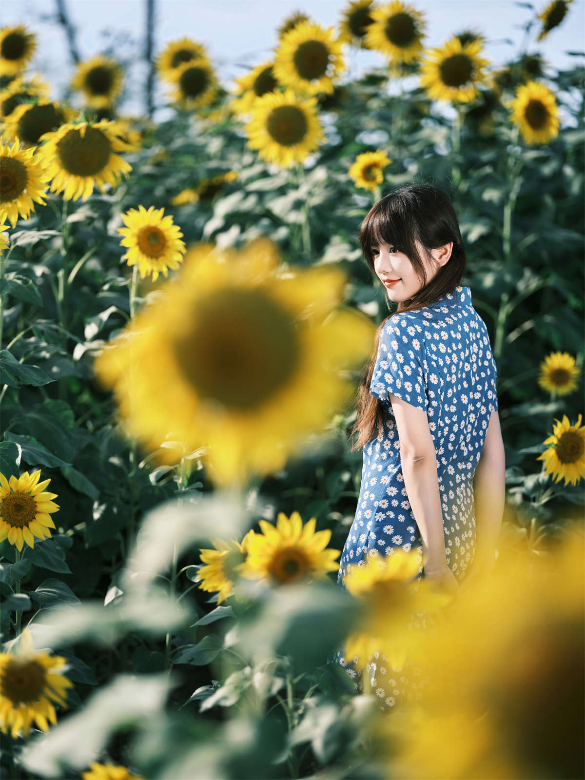 YITUYU艺图语 2023.02.15 向日葵 宵宵喵插图1