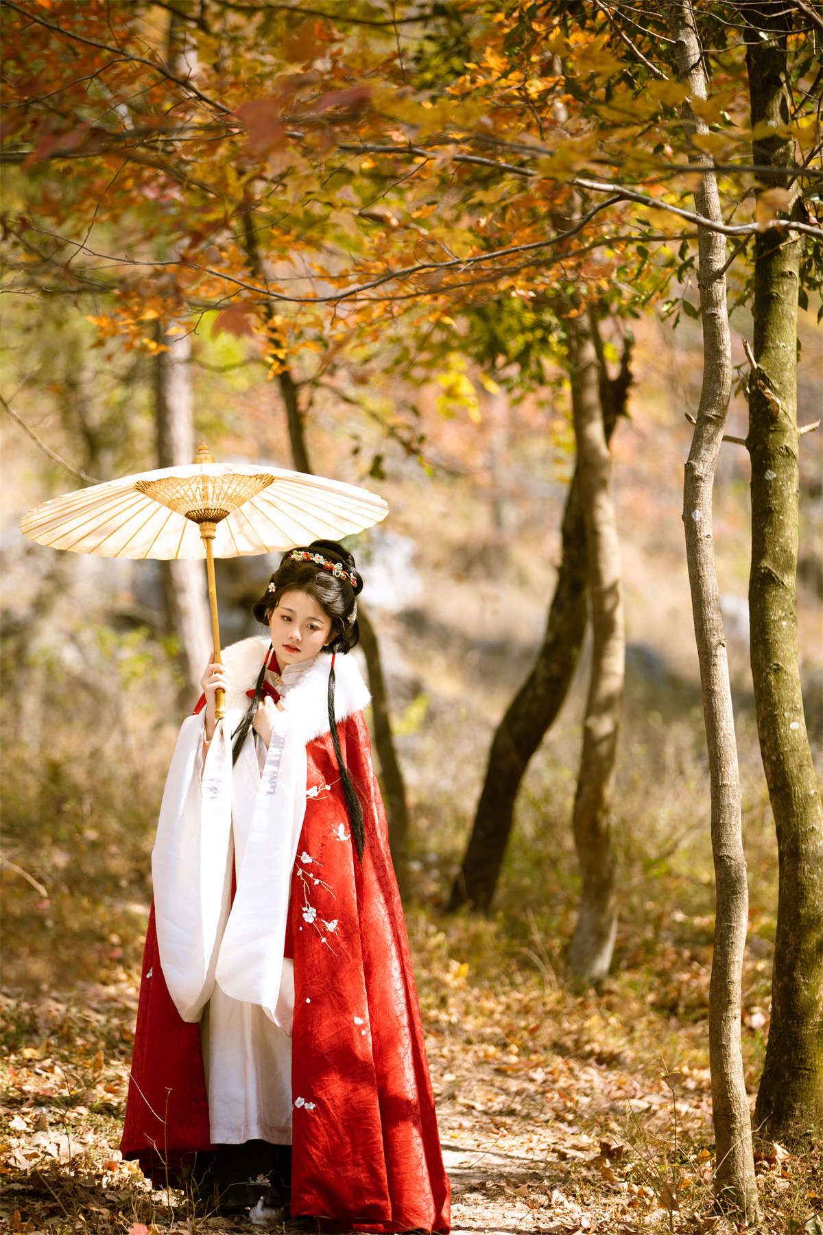 YITUYU艺图语 2025.03.08 满阶红叶 谨陬捌插图1